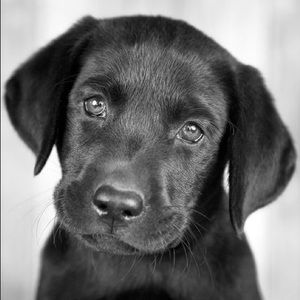 Meet your Posher, Sophie